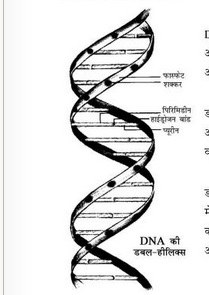 DNA डी एन ए के बारे में जानें हिंदी पुस्तक मुफ्त पीडीऍफ़ डाउनलोड | Know About DNA Hindi Book Free PDF Download