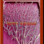 इंद्रजाल मंत्र सिद्धि PDF Book In Hindi